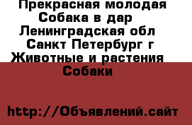 Прекрасная молодая Собака в дар! - Ленинградская обл., Санкт-Петербург г. Животные и растения » Собаки   